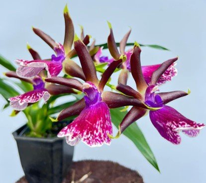 Carolara Kathryn the Great - Dr. Bill's Orchids, LLC