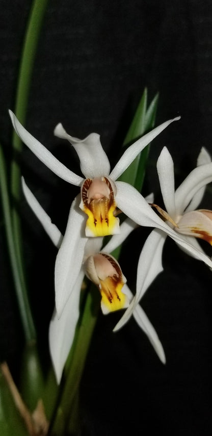 Coelogyne graminifolia - Dr. Bill's Orchids, LLC