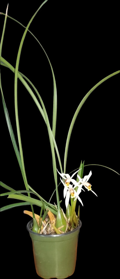 Coelogyne graminifolia - Dr. Bill's Orchids, LLC