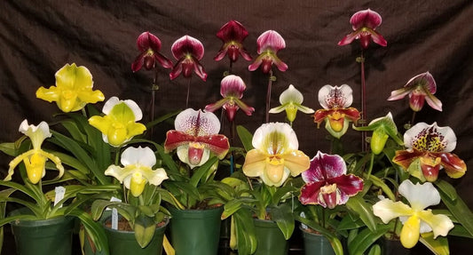 Complex Paphiopedilum Grower's Pick - ASSORTED - Dr. Bill's Orchids, LLC