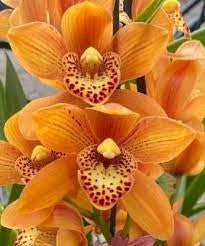 Cym. Golden Enzan - Dr. Bill's Orchids, LLC