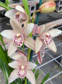 Cym. (Rosy Cloud 'Paradise x Warmly Passionate ‘#17W') - Dr. Bill's Orchids, LLC