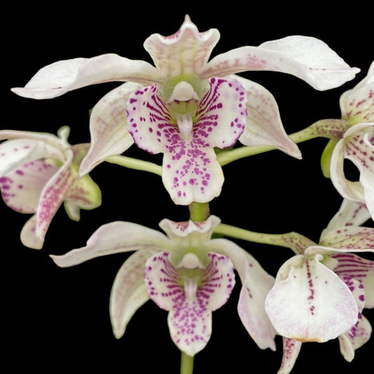 Dendrobium Royal Chip - Dr. Bill's Orchids, LLC