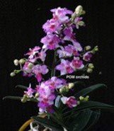 Dtps. Liu's Berry "peloric" - Dr. Bill's Orchids, LLC