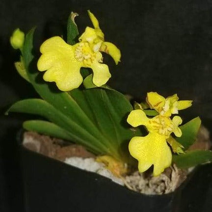 Erycina pusilla - Dr. Bill's Orchids, LLC