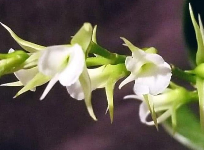 Oeoniella polystachys - Dr. Bill's Orchids, LLC