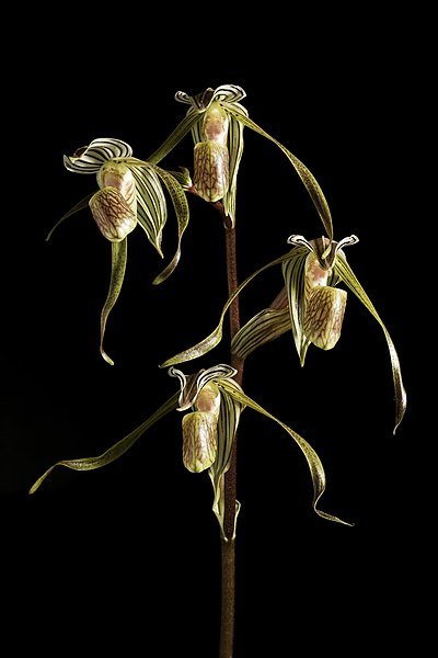 FLASK Paph kolopakingii x sib - Dr. Bill's Orchids, LLC