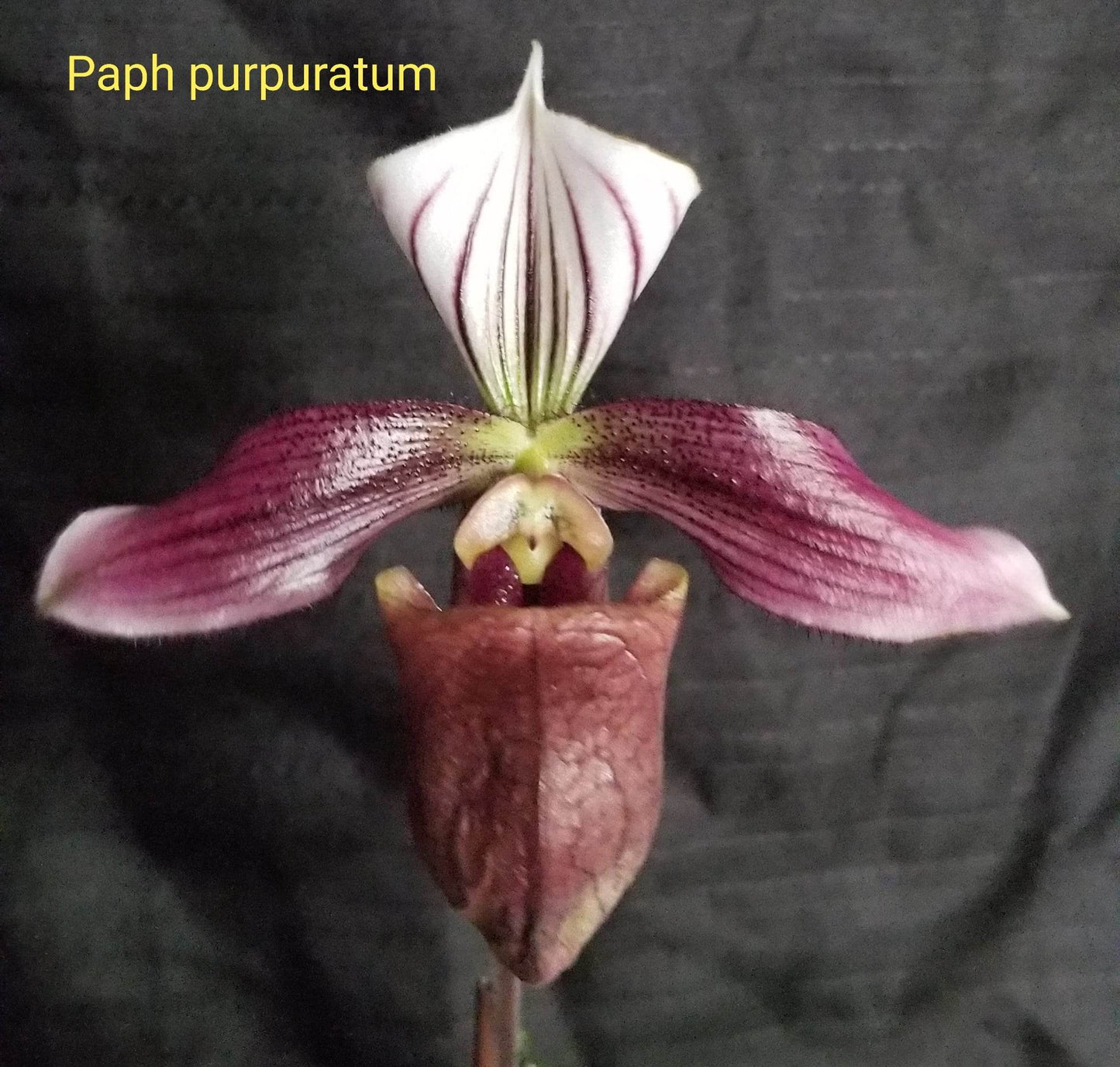 FLASK Paph purpuratum x sib - Dr. Bill's Orchids, LLC