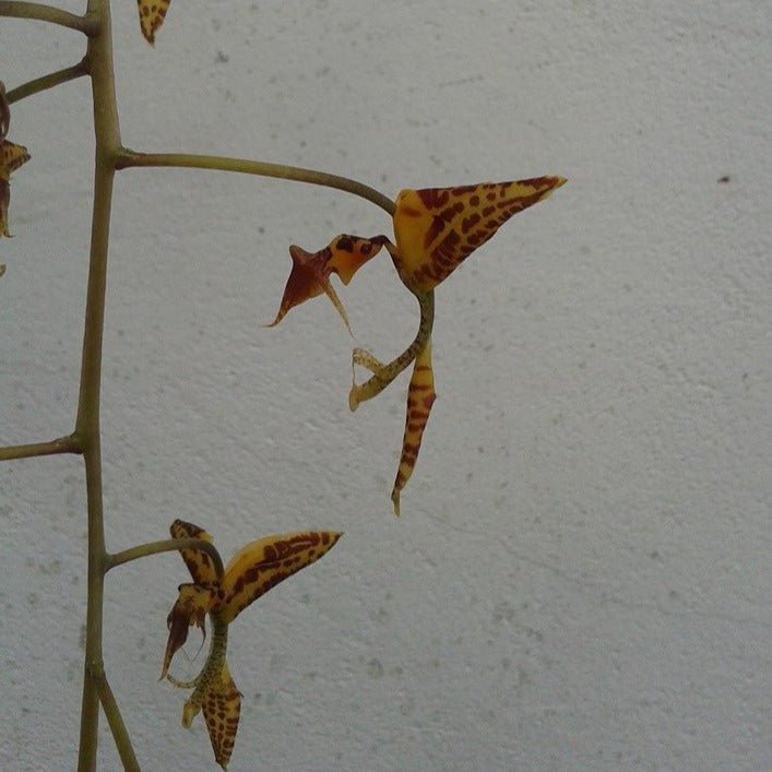 Gongora tricolor - Dr. Bill's Orchids, LLC