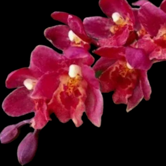 Howeara Lava Burst 'Puanani' AM/AOS - Dr. Bill's Orchids, LLC