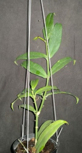 Hoya lobii (red) - Dr. Bill's Orchids, LLC