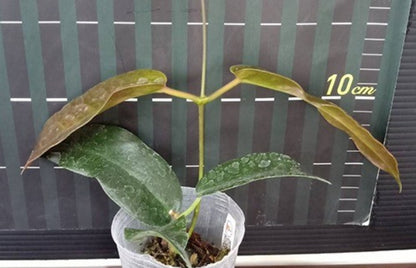 Hoya archboldiana - Dr. Bill's Orchids, LLC