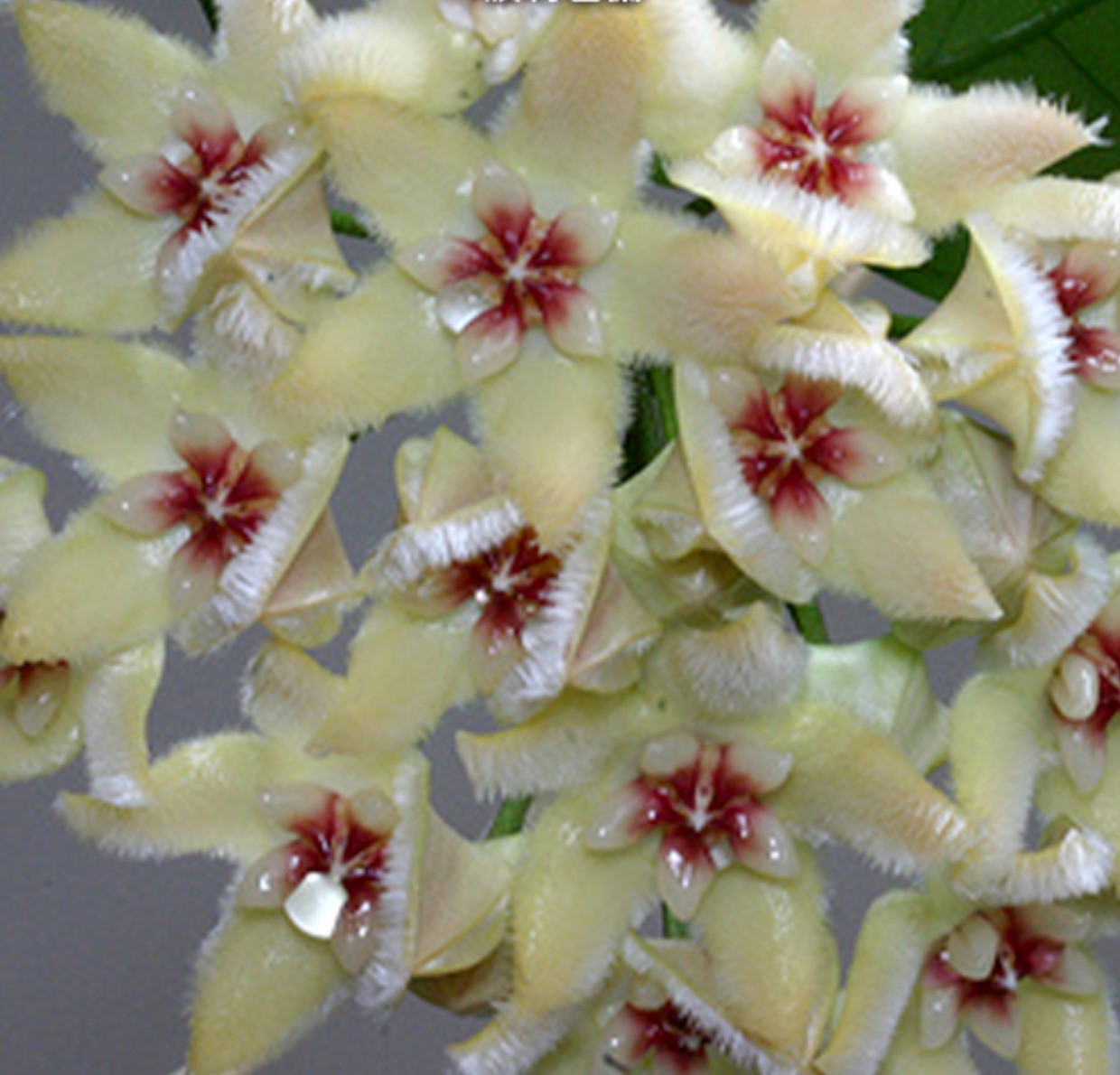 Hoya buotii - Dr. Bill's Orchids, LLC