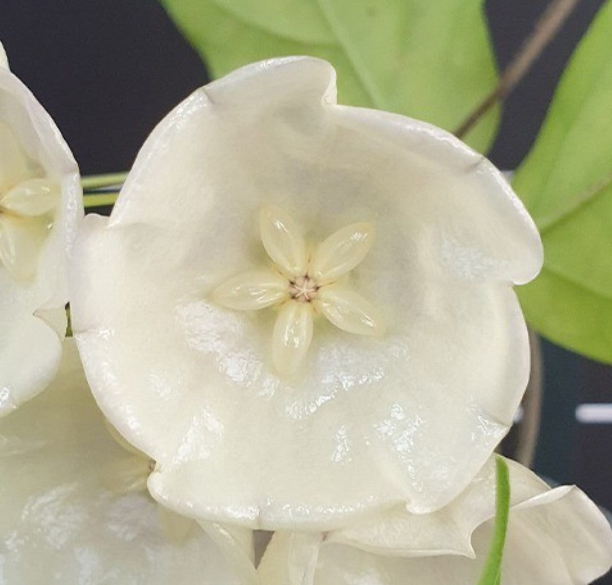 Hoya danumensis - Dr. Bill's Orchids, LLC
