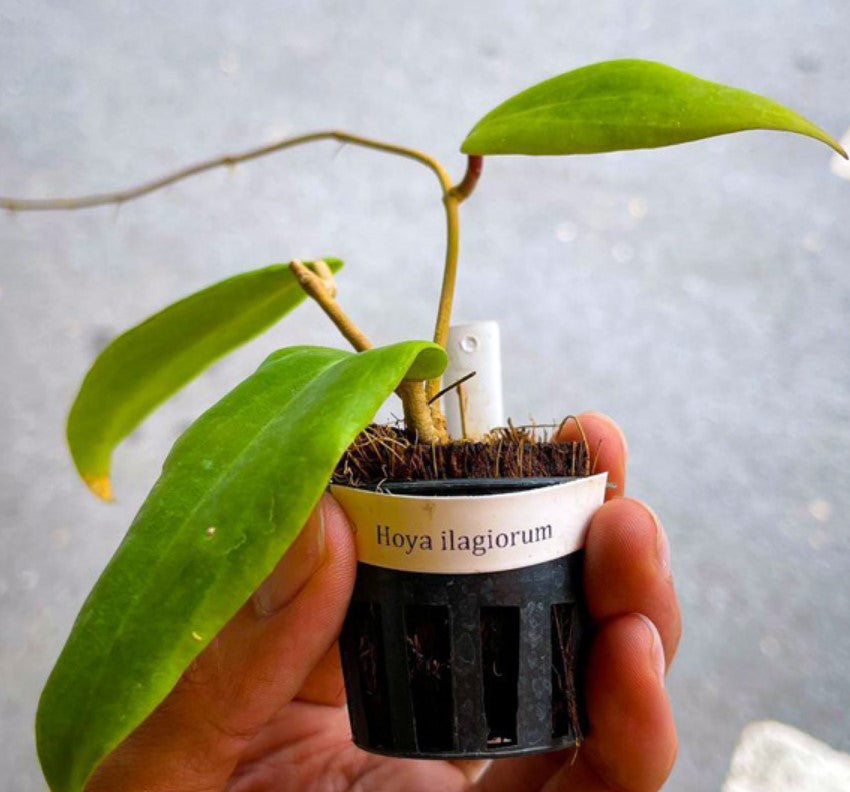 Hoya ilagiorum - Dr. Bill's Orchids, LLC