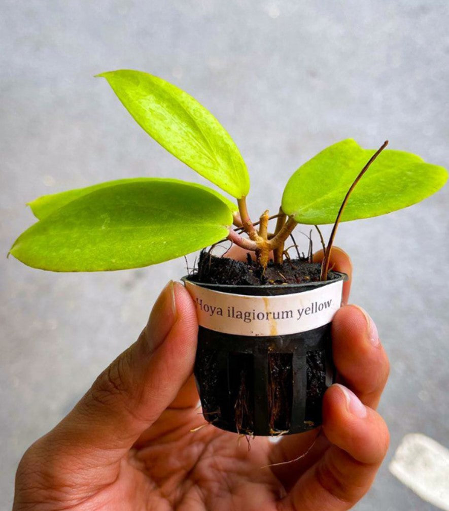 Hoya ilagiorum - Dr. Bill's Orchids, LLC