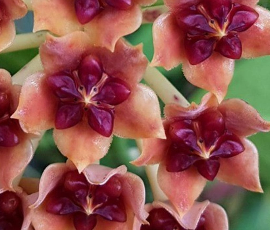 Hoya lobbii (orange form) - Dr. Bill's Orchids, LLC