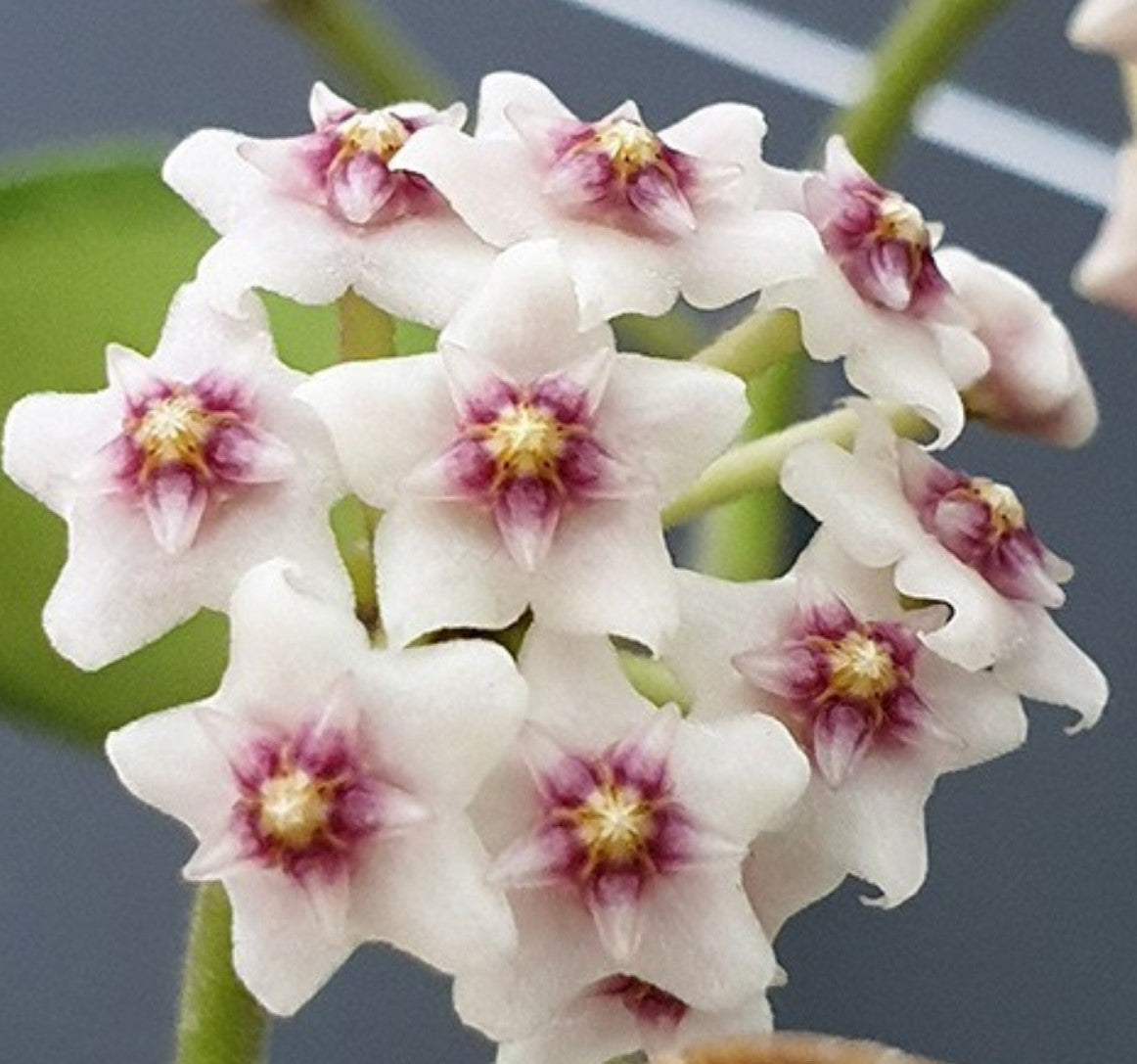 Hoya nummularioides - Dr. Bill's Orchids, LLC