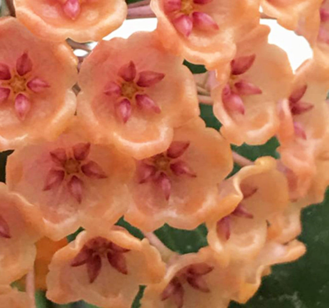 Hoya siariae pink form - Dr. Bill's Orchids, LLC