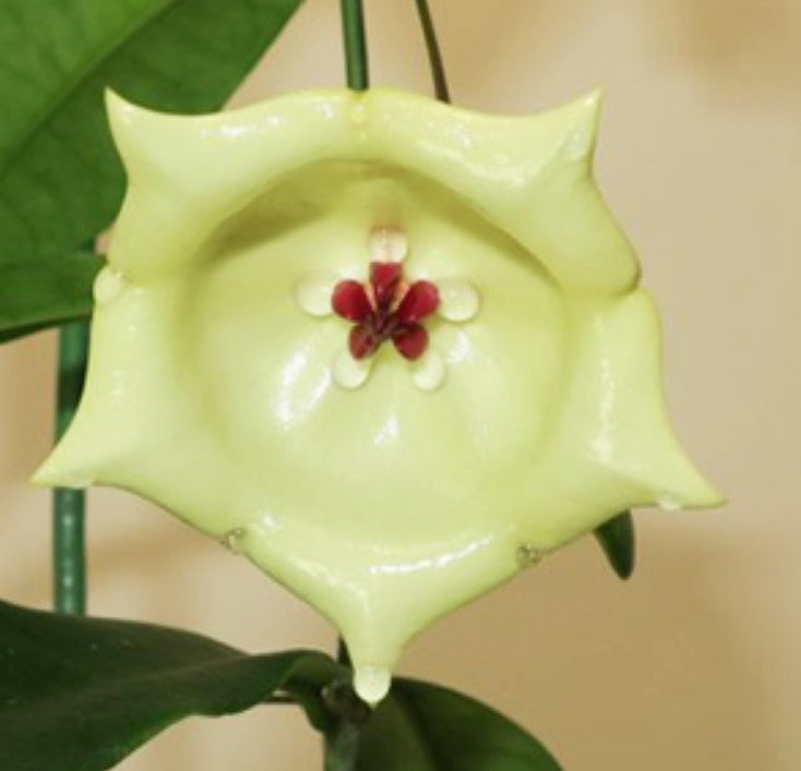 Hoya wallichii - Dr. Bill's Orchids, LLC