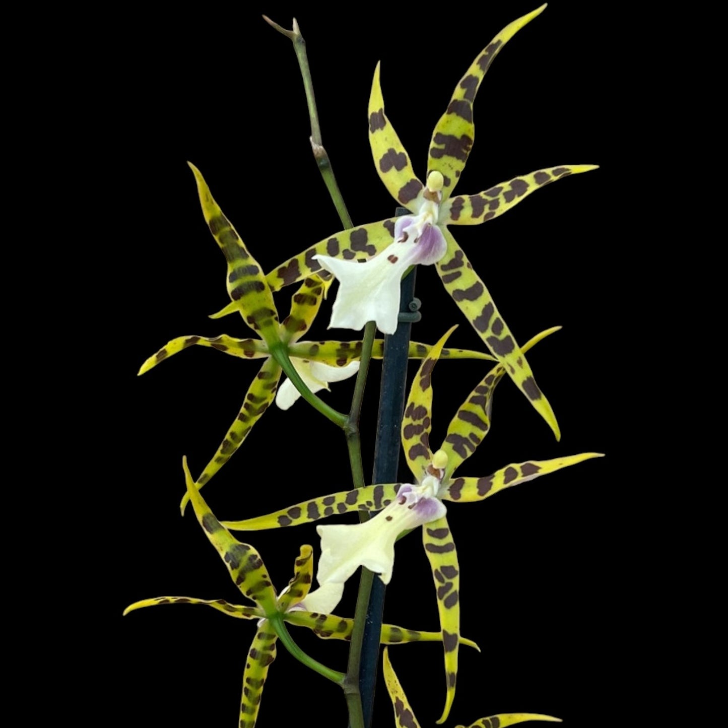 Mtssa. Golden Spider 'Copius' - Dr. Bill's Orchids, LLC