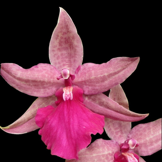 Odtna. Pacific Paranoia 'Otherside of Cool' - Dr. Bill's Orchids, LLC