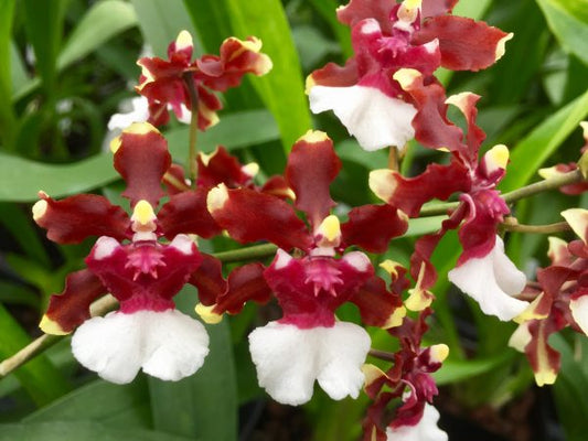 Onc. Aka Baby ‘Raspberry Chocolate’ - Dr. Bill's Orchids, LLC