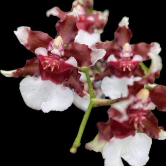 Onc. Heaven Scent 'Redolence' - Dr. Bill's Orchids, LLC
