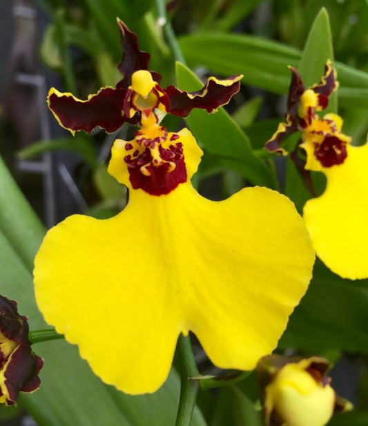 Onc. Moon Shadow 'Tiger Tail' - Dr. Bill's Orchids, LLC