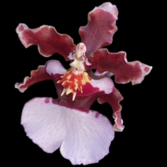 Onc. Ruth’s Rainbow - Dr. Bill's Orchids, LLC