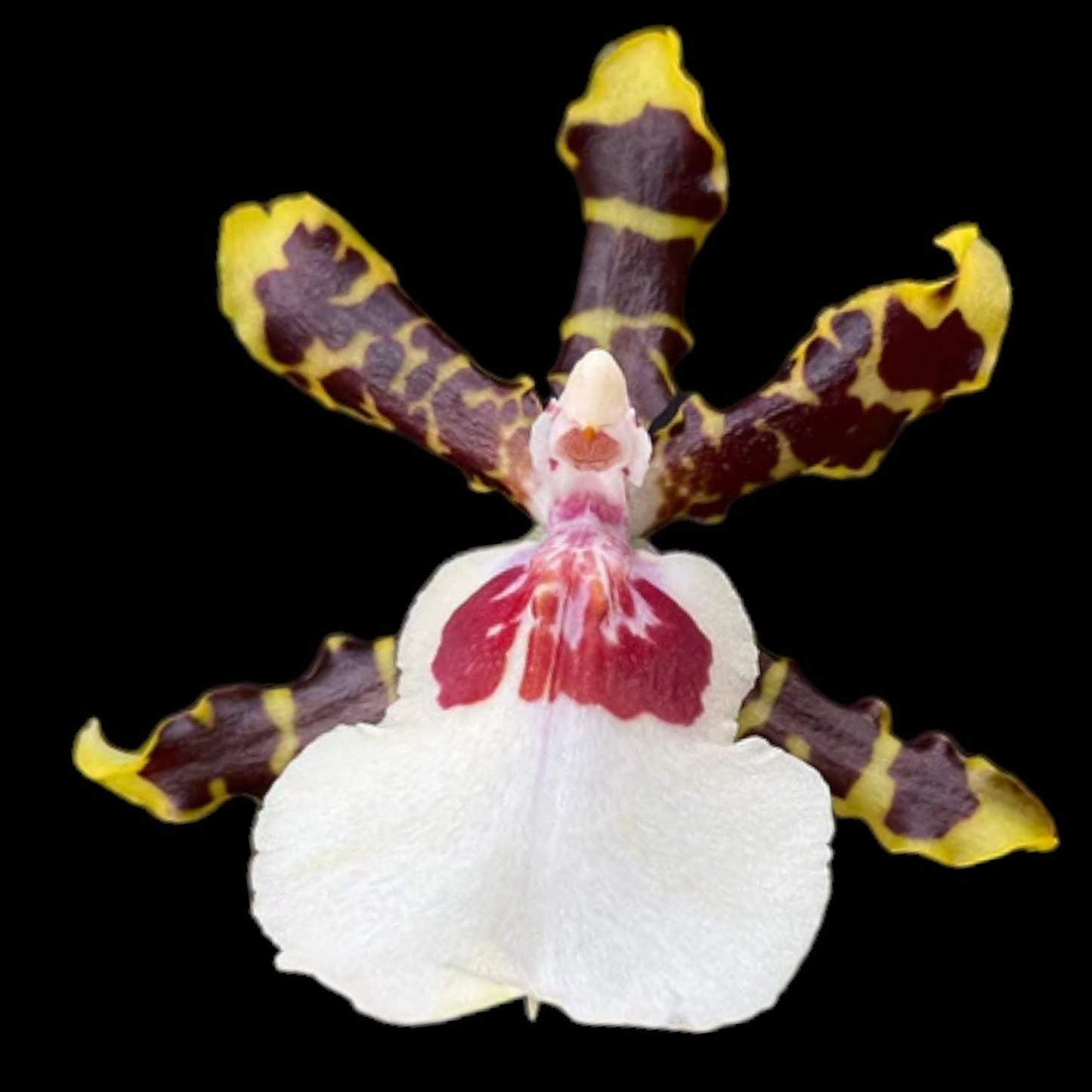 Onc. Wild Willie 'Pacific Bingo' - Dr. Bill's Orchids, LLC