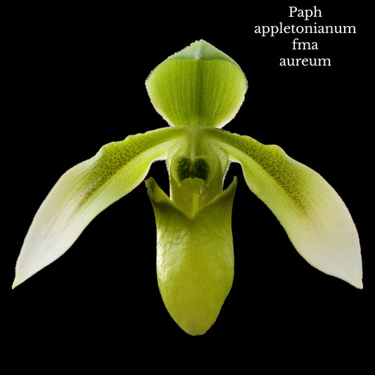 Paph appletonianum fma aureum (syn fma alboviride) - Dr. Bill's Orchids, LLC