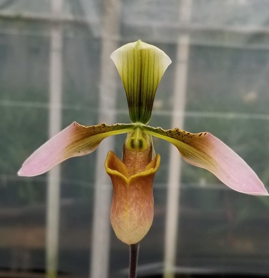 Paph appletonianum ('Fox Valley' AM/AOS x self) - Dr. Bill's Orchids, LLC