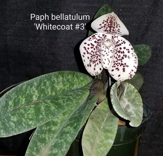 Paph bellatulum - Dr. Bill's Orchids, LLC