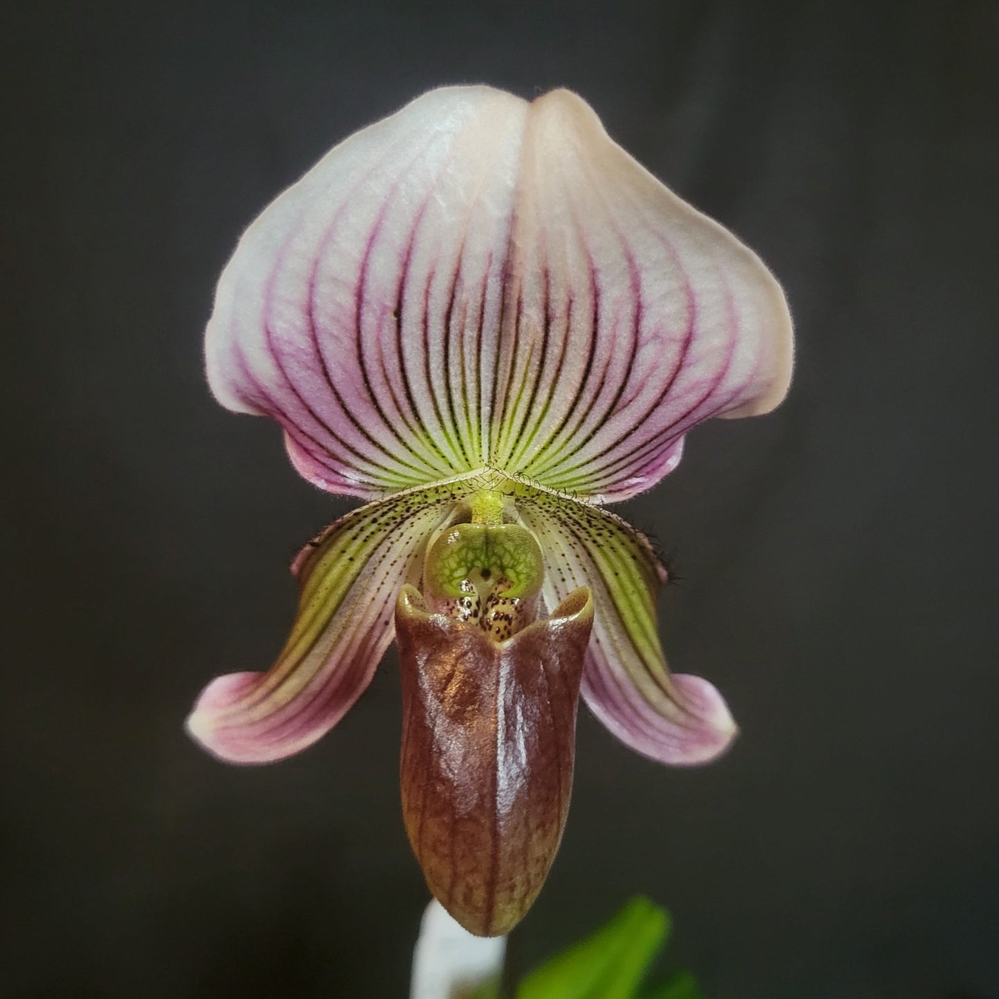 Paph Vexillarium (barbatum x fairrieanum) - Dr. Bill's Orchids, LLC
