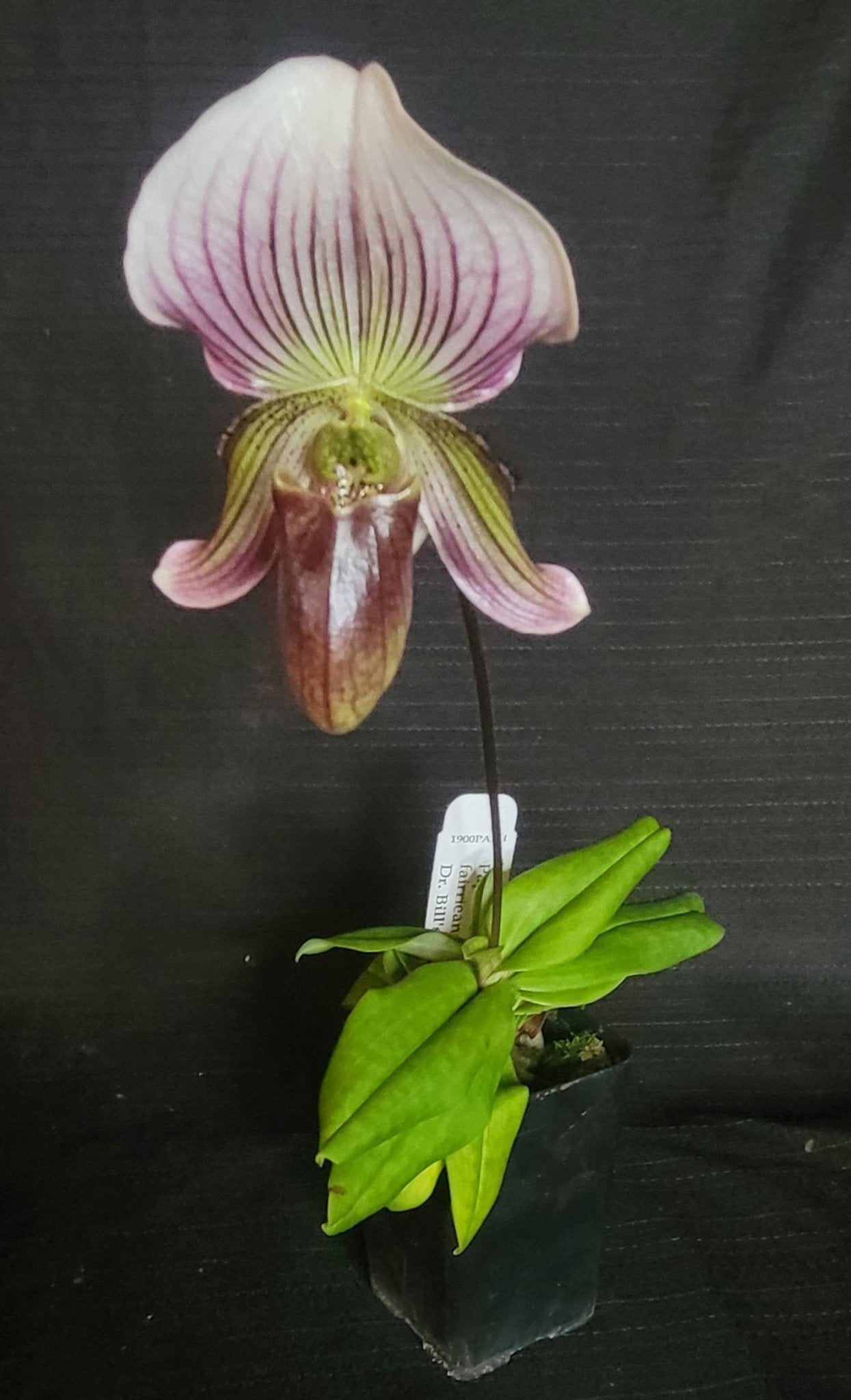Paph Vexillarium (barbatum x fairrieanum) - Dr. Bill's Orchids, LLC