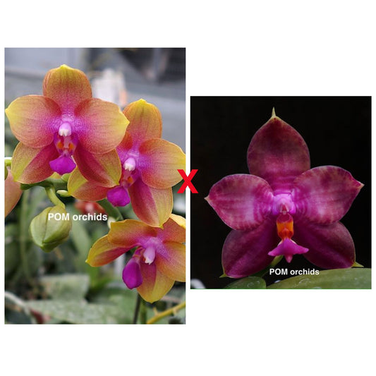 Phal (AL Rainbow x Miro Super Star '198') - Dr. Bill's Orchids, LLC