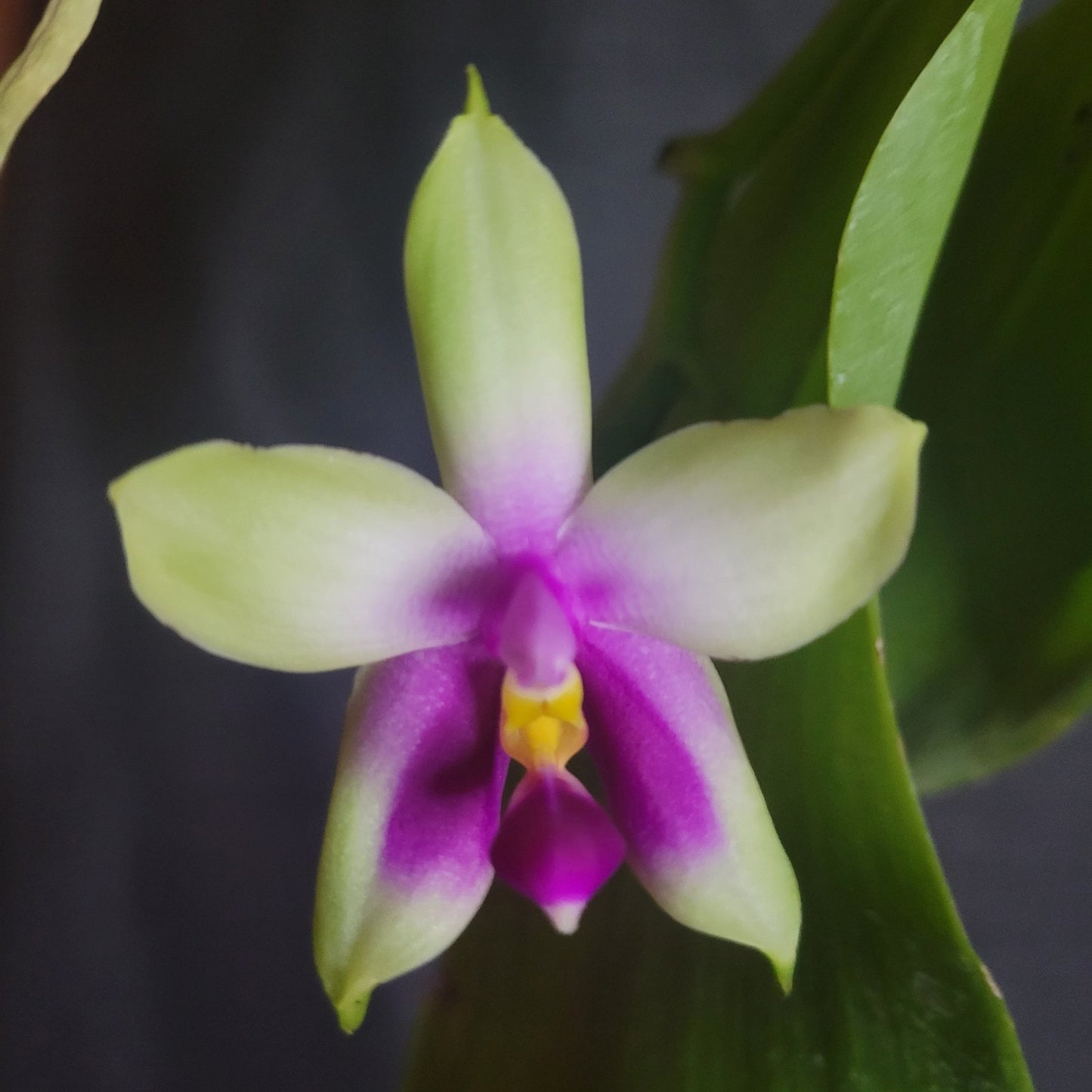 Phal bellina ("jungle" type) - Dr. Bill's Orchids, LLC