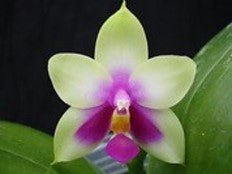 Phal bellina (POM stem prop) - Dr. Bill's Orchids, LLC