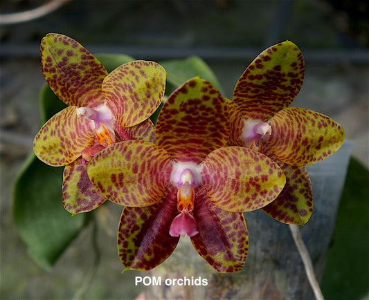 Phal LD Mok Chio 'Round' - Dr. Bill's Orchids, LLC