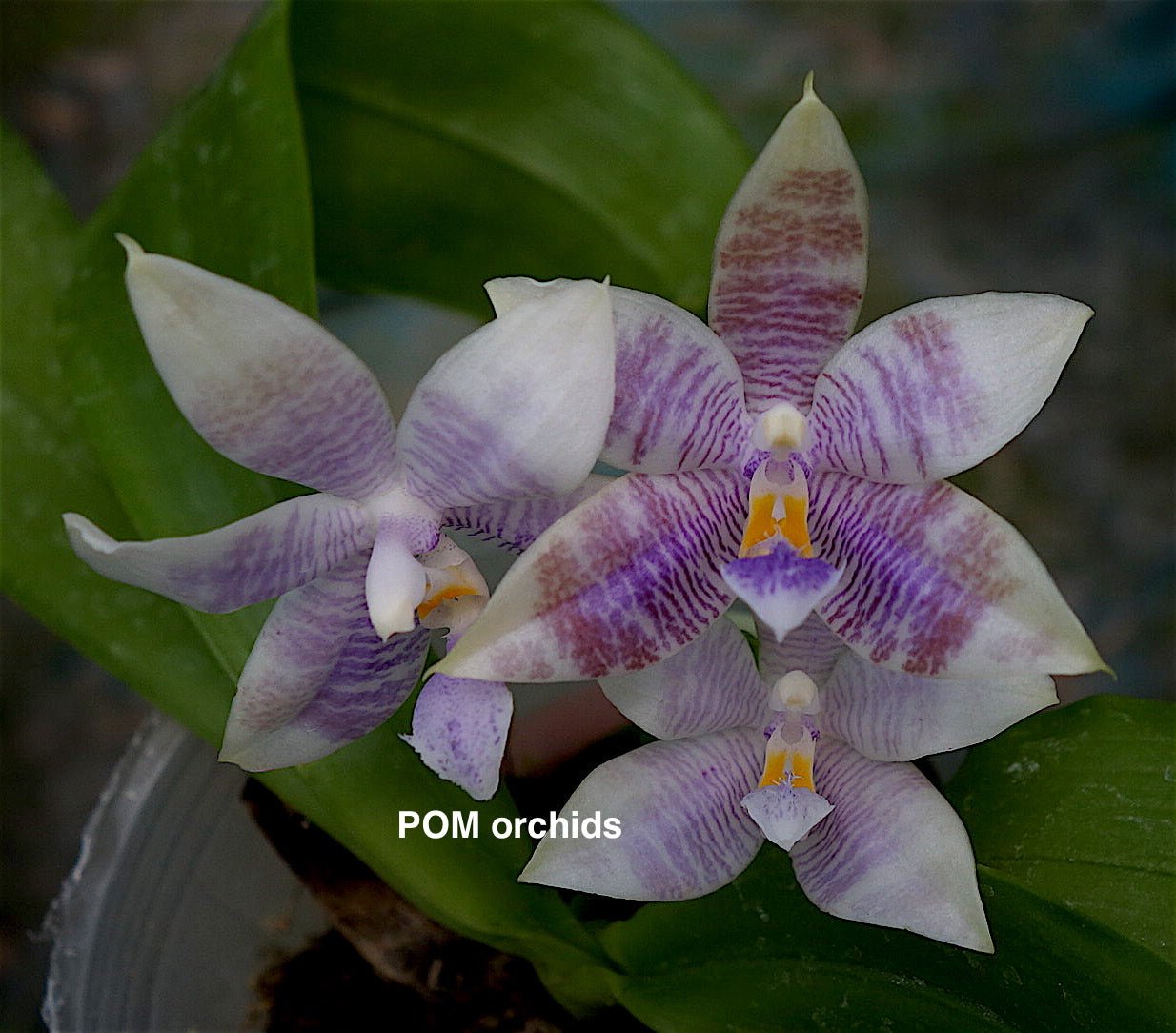 Phal (Lyndon Reflex x KS Blue Ludde) - Dr. Bill's Orchids, LLC
