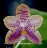 Phal (Lyndon Reflex x KS Blue Ludde) - Dr. Bill's Orchids, LLC