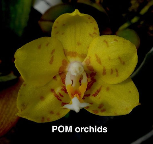 Phal (Mituo Diamond Canary x Brother Ambo Passion) - Dr. Bill's Orchids, LLC