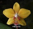 Phal Mituo Perfume 'POM' - Dr. Bill's Orchids, LLC