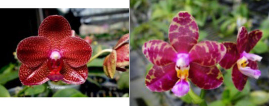 Phal (Mituo Sun 'Mituo' x Yin's Dot Passion 'POM') - Dr. Bill's Orchids, LLC
