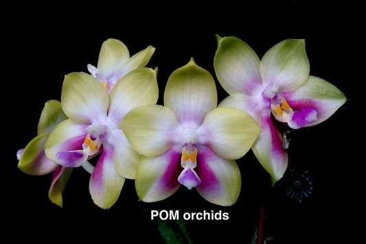 Phal Nobby's Green Eagle 'NB-49' - Dr. Bill's Orchids, LLC