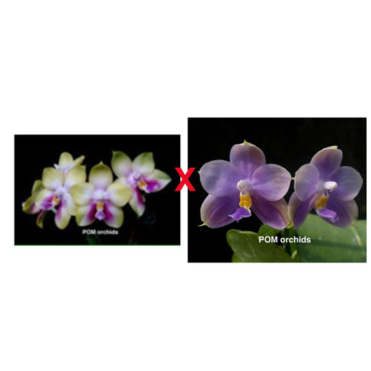 Phal (Nobby's Green Eagle 'NB-49' x Eddy Liuli 'POM') - Dr. Bill's Orchids, LLC