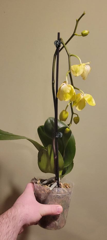 Phal NOID - Dr. Bill's Orchids, LLC