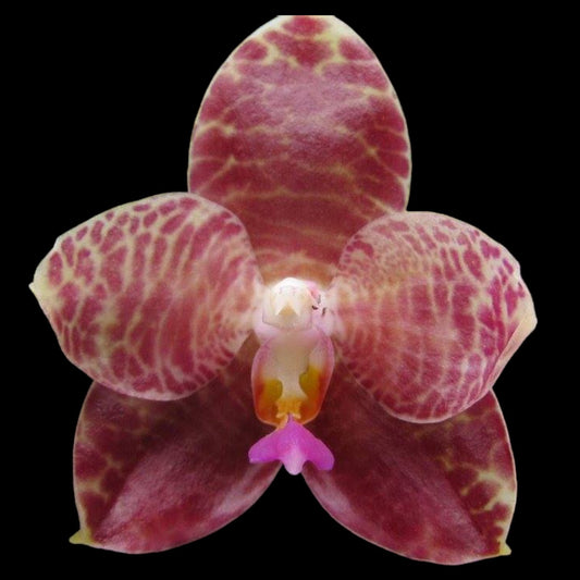 Phal Ohl Flame - Dr. Bill's Orchids, LLC