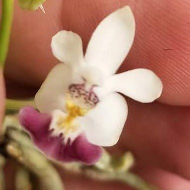 Phal parishii - Dr. Bill's Orchids, LLC